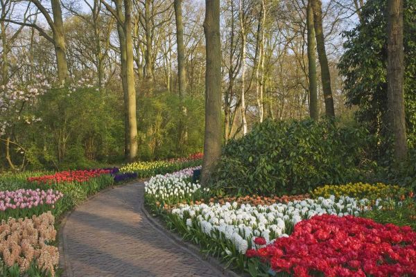 Netherlands, Lisse Path through garden flowers